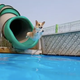 Illustration for article titled Im Inspired By This Corgi Who Loves the Pool